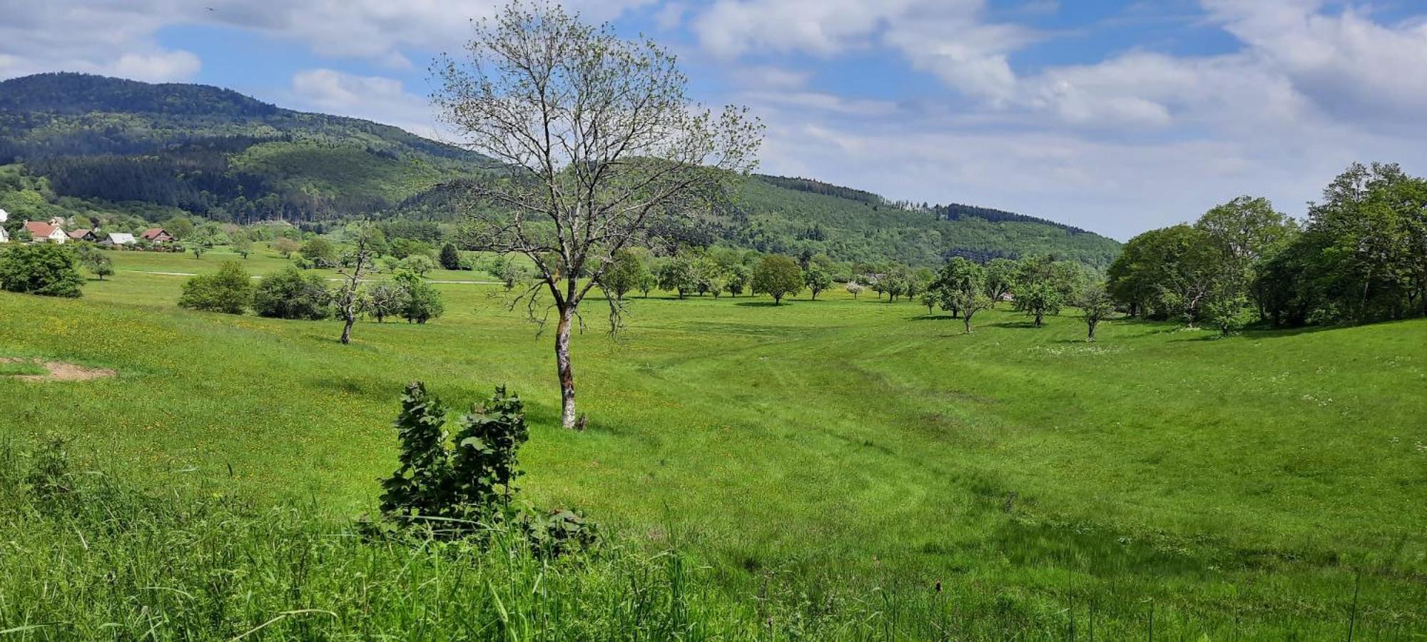Gite Au Petit Verger Masevaux-Niederbruck Экстерьер фото